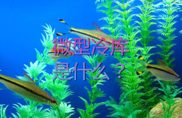 微型冷庫(kù)是什么？.jpg