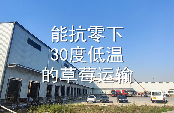 能抗零下30度低溫的草莓運輸.jpg